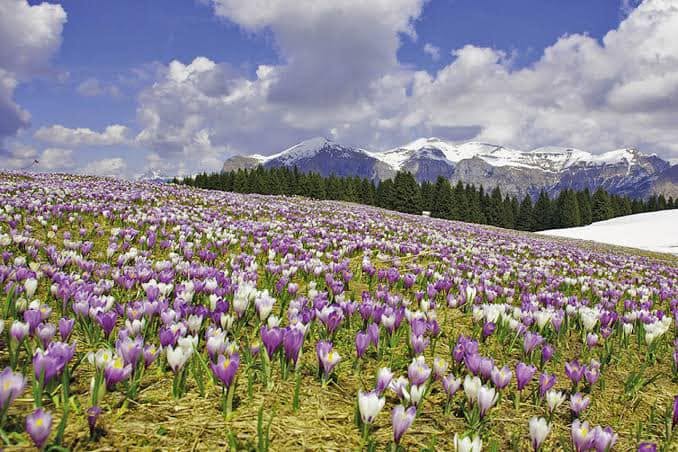 Dolomite Bellflower หนึ่งในดอกไม้มอบให้สีม่วง signature ของเทือกเขาแห่งนี้  (สายพันธ์ Campanula morettiana)