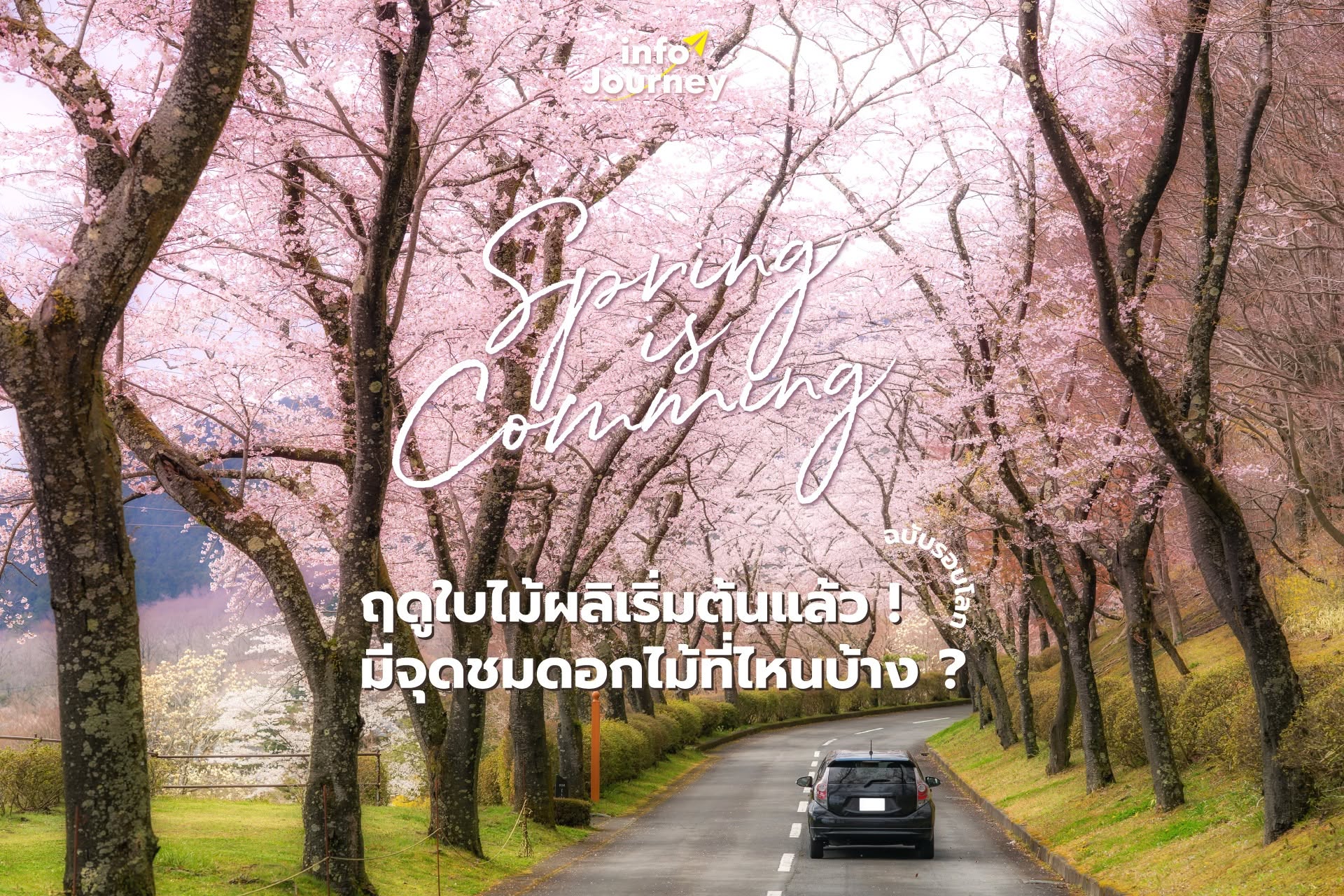 Spring is coming ! ฤดูใบไม้ผลิเริ่มต้นแล้ว ! มีจุดชมดอกไม้ที่ไหนบ้าง ? (ฉบับรอบโลก)