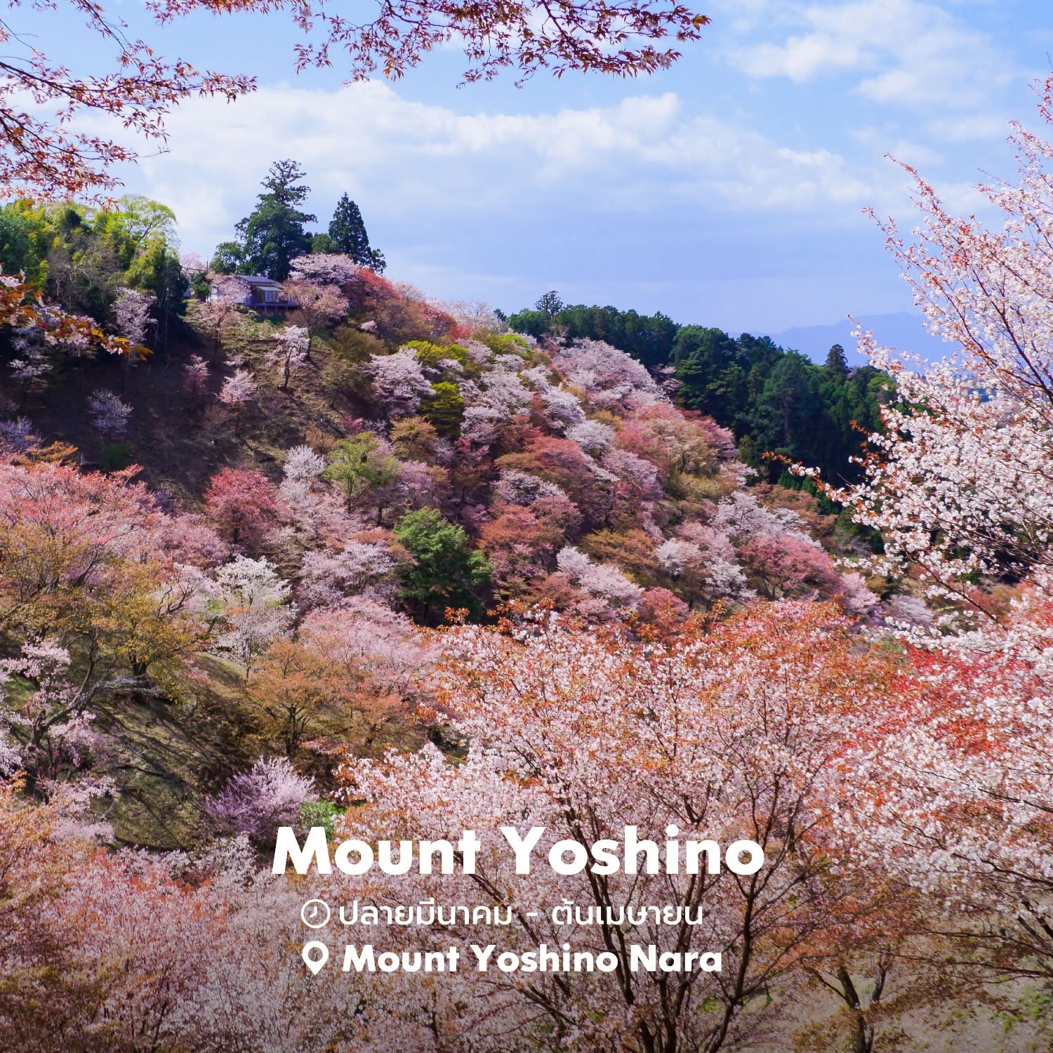 🌸Mount Yoshino