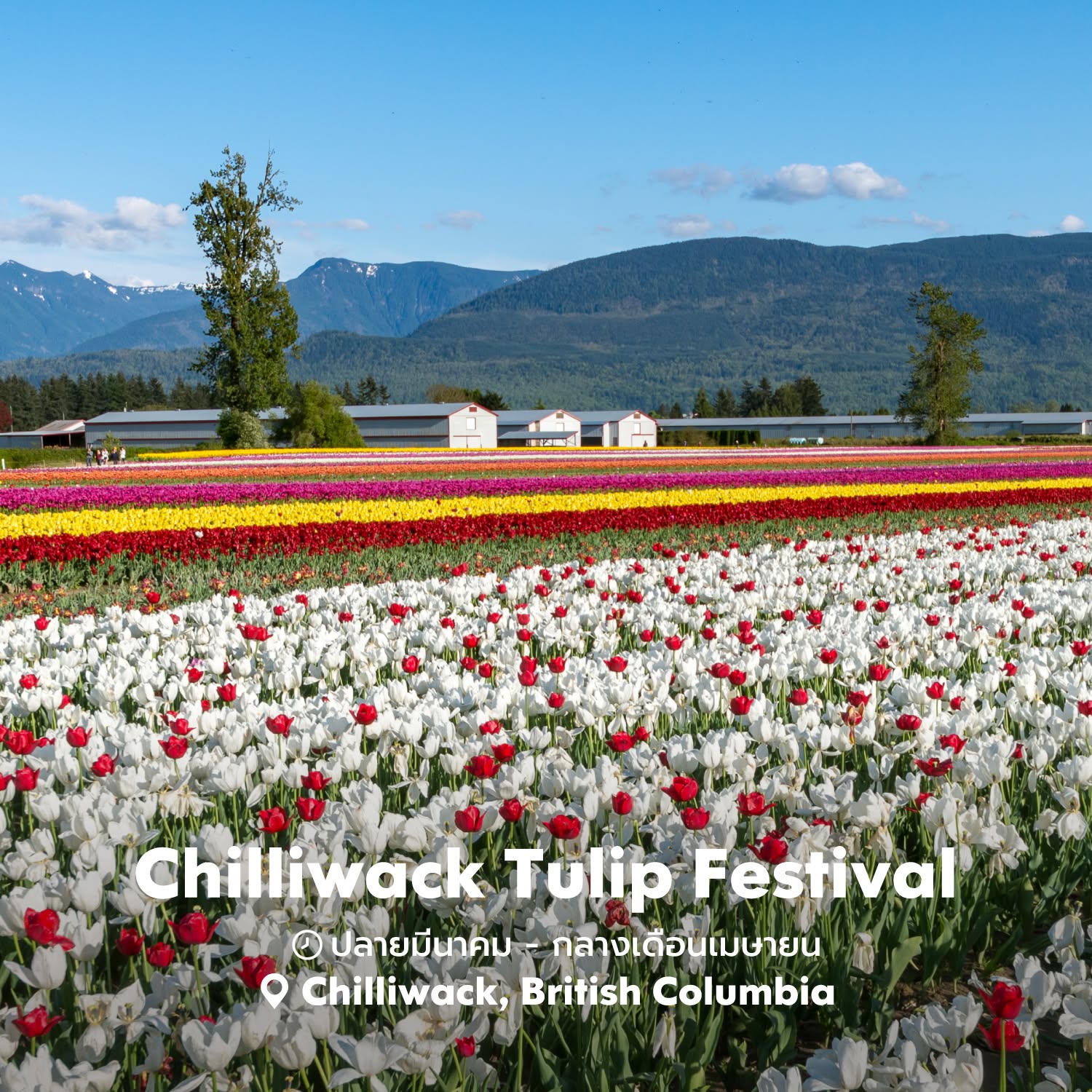 🌹Chilliwack Tulip Festival