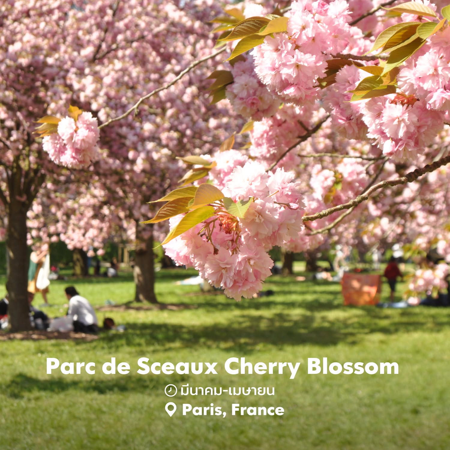 🌸Parc de Sceaux Cherry Blossom