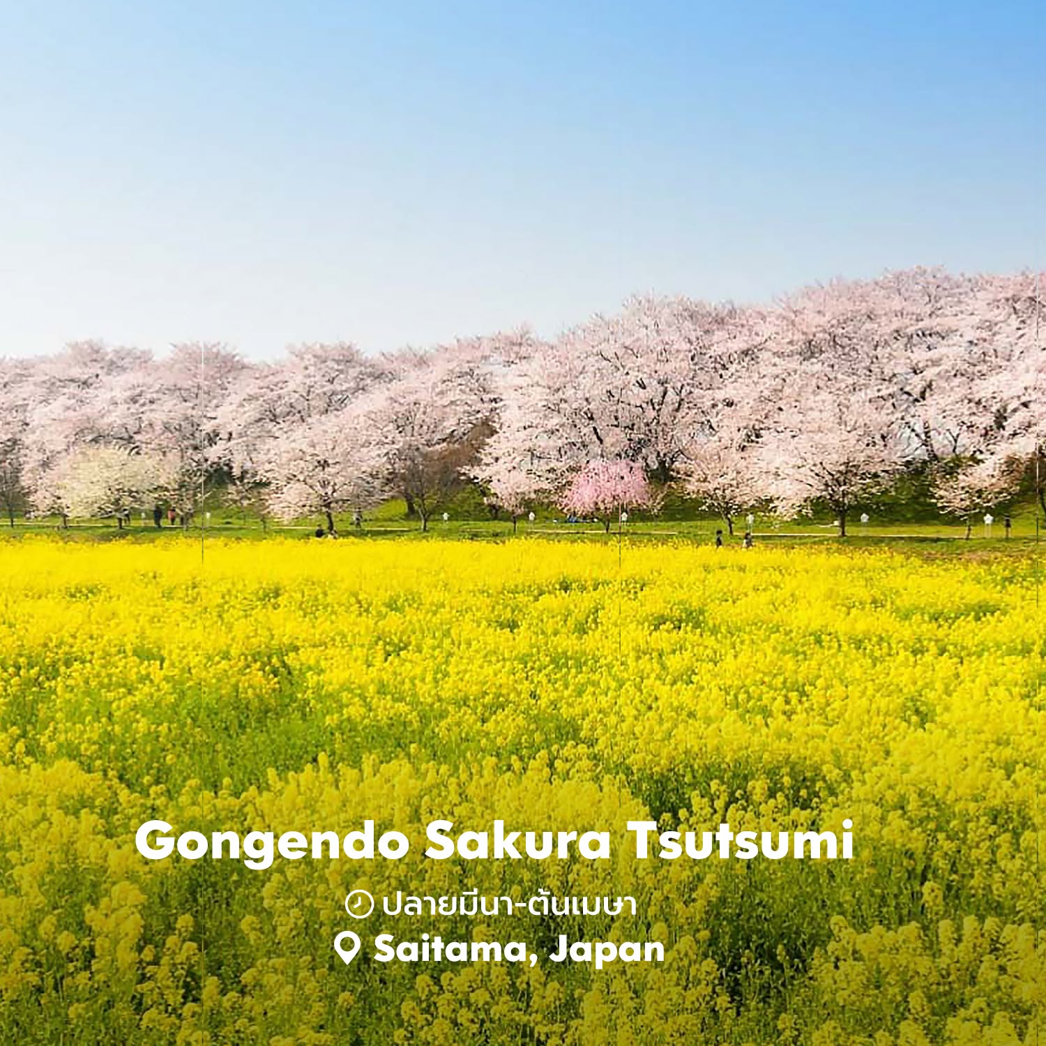 🌸Gongendo Sakura Tsutsumi