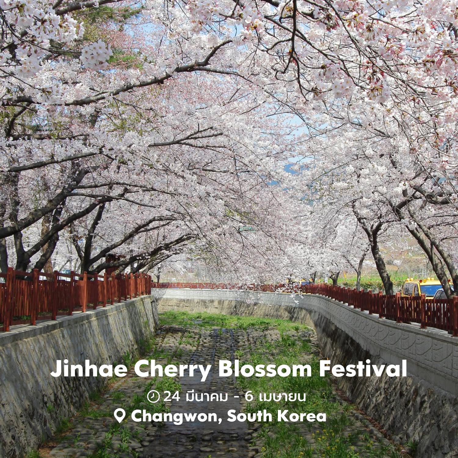 🌸Jinhae Cherry Blossom Festival