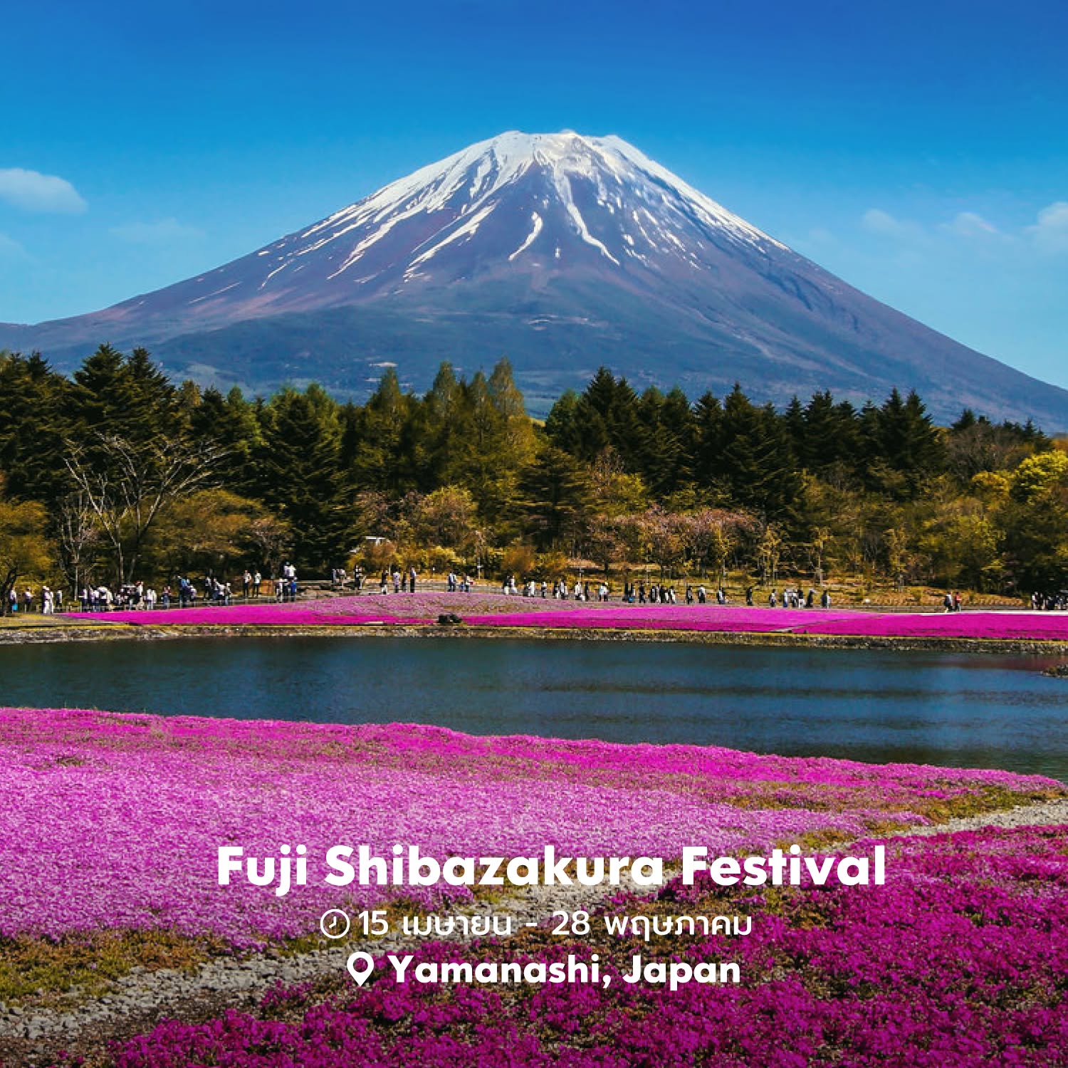 🪷Fuji Shibazakura Festival