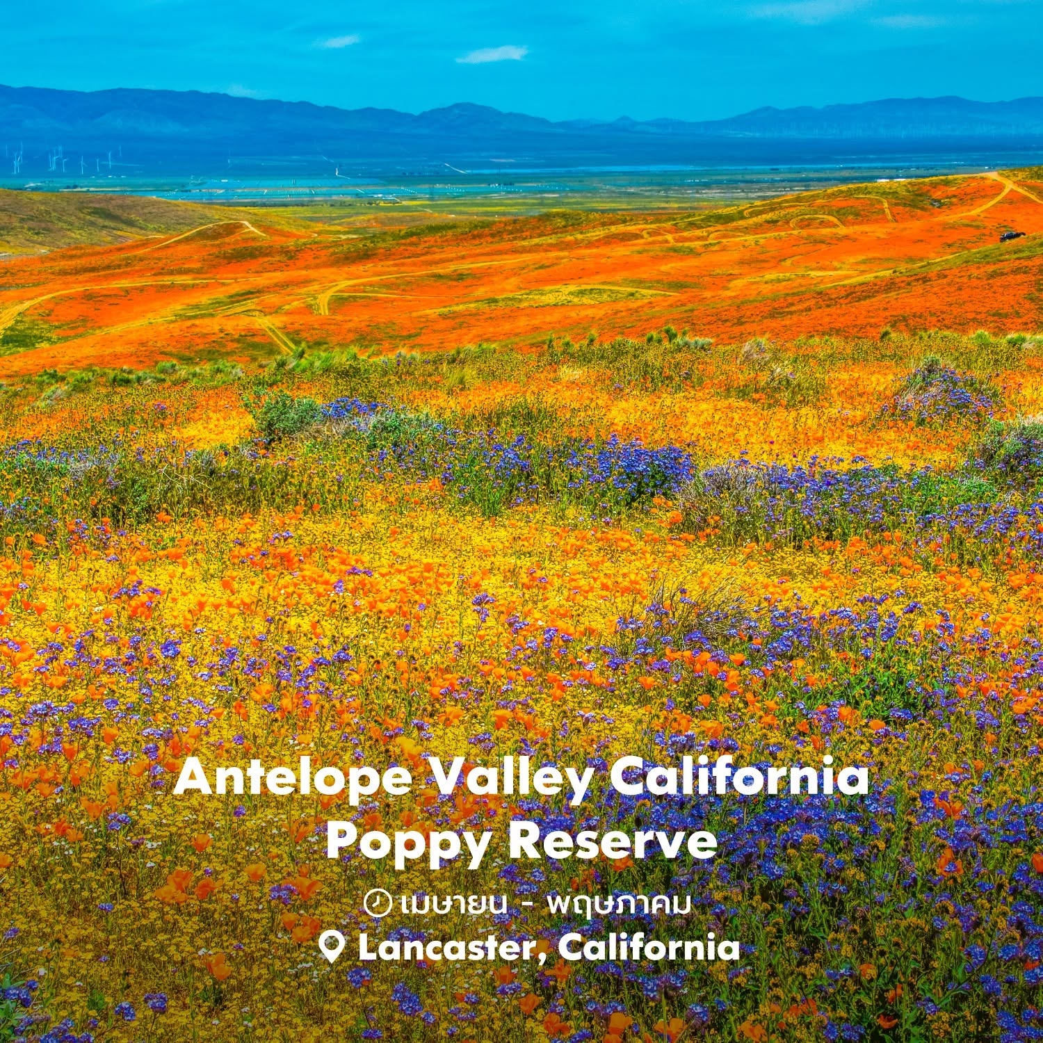 💐Antelope Valley California Poppy Reserve