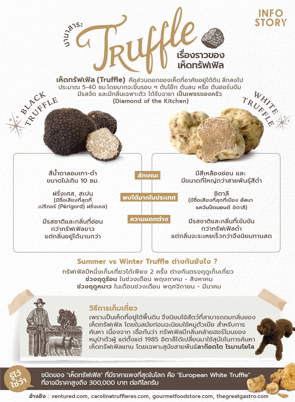 มารู้จัก "เห็ดทรัฟเฟิล (Truffle)" เห็ดที่มีกลิ่นหอมยอดนิยม กันเถอะ