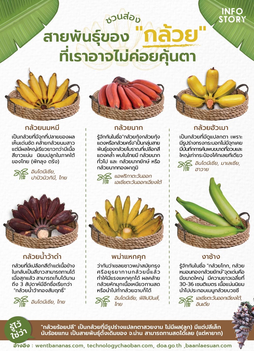 ชวนส่อง สายพันธุ์ของ "กล้วย" ที่เราอาจไม่ค่อยคุ้นตา