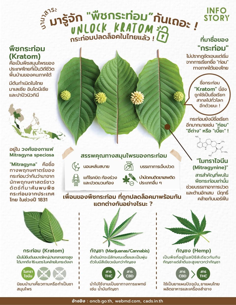 มารู้จัก "พืชกระท่อม (Kratom)" กันเถอะ ! (ฉบับมือใหม่)