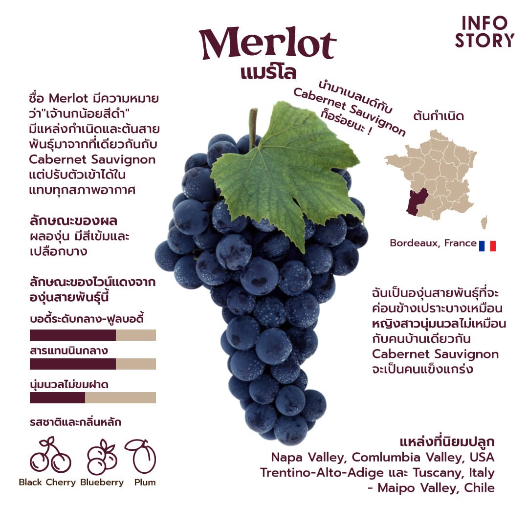 Merlot (แมร์โล)