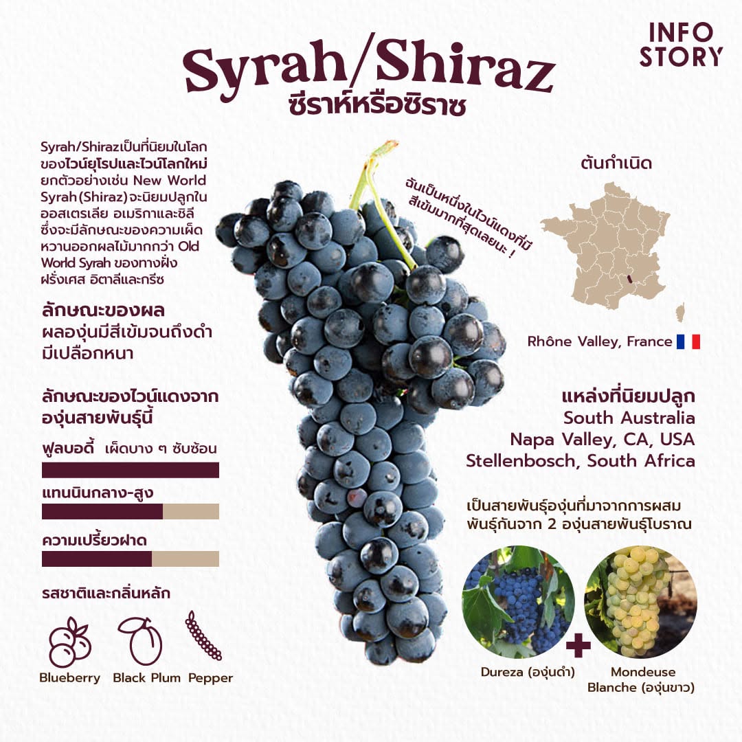 Syrah/Shiraz (ซีราห์หรือซิราซ)