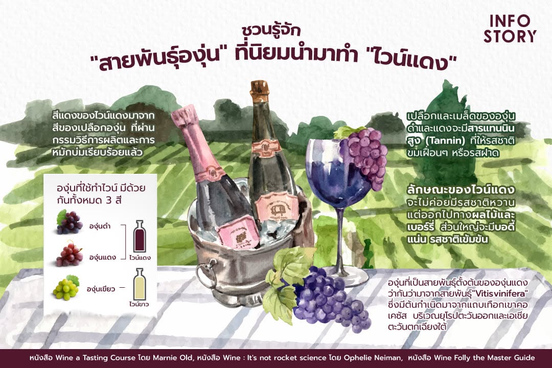 ชวนรู้จัก "สายพันธุ์องุ่น" ที่นิยมนำมาทำ "ไวน์แดง" (ฉบับมือใหม่)
