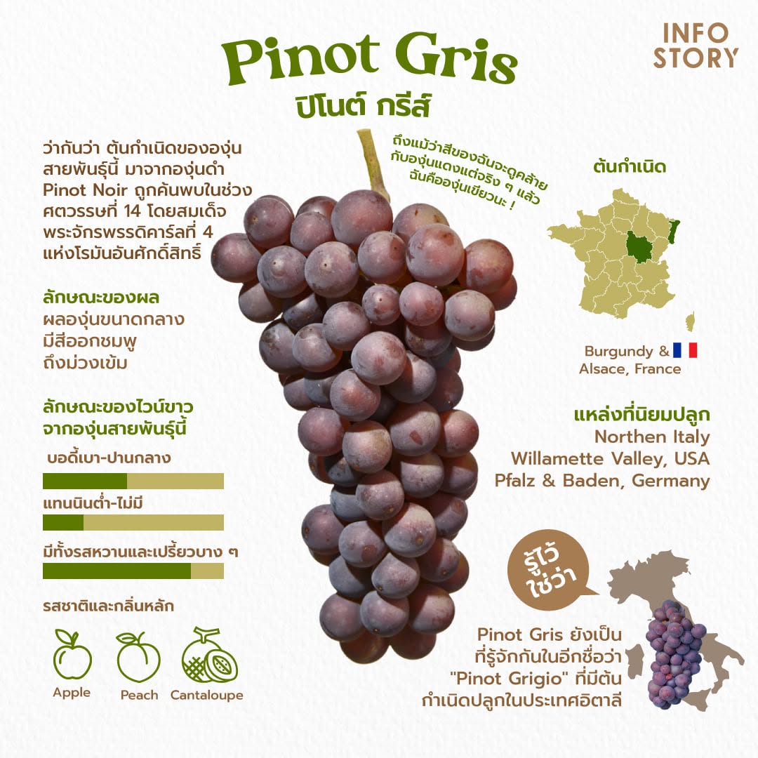 Pinot Gris (ปิโนต์ กรีส์)